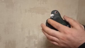 ПОЧТОВЫЕ ГОЛУБИ КРАСИВОЙ МАСТИ