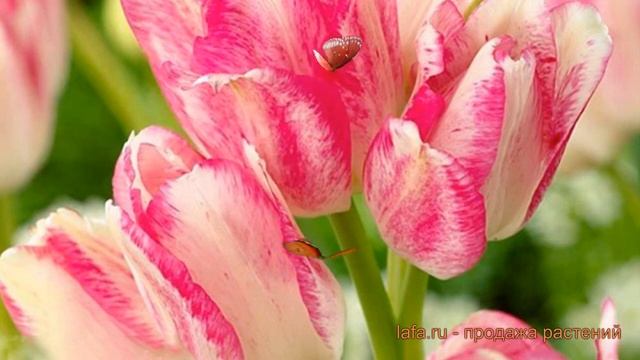 Тюльпан многоцветный Дрим Клаб (tulipa dream club) ? обзор: как сажать, луковицы тюльпаны Дрим Клаб смотреть онлайн