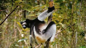 Лемуры Мадагаскара и их детёныши (lemurs)