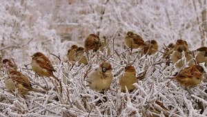 Сказка «Казак и птицы». Кубанская казачья сказка.