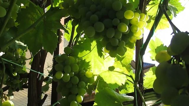 Виноград Августин -Плевен у меня в конце июля. смотреть онлайн