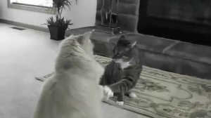 Мейн-Кун дерётся с обычным котом