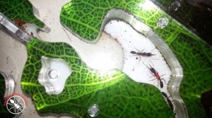 ШОК! Зачем я покрасил и утопил муравья убийцу Harpegnathos venator?