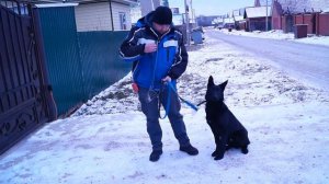 Дрессировка немецкой овчарки 5 месяцев