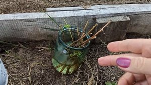 Осеннее черенкование ивы Хакуро Нишике