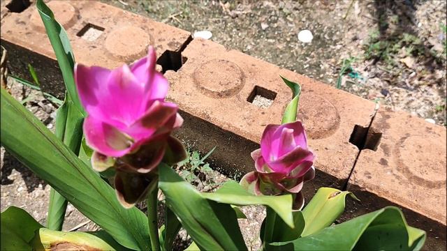 Патумма, куркума алисматифолия или сиамский тюльпан. Curcuma Alismatifolia Or Siam Tulip.
