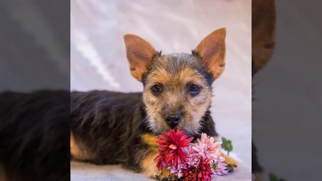 Норвич терьер смотреть онлайн