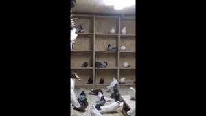 Голуби Николаевские торцовые и Кировоградские