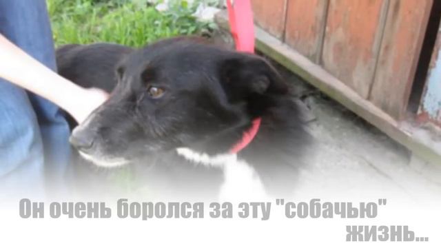 КОЛЯ...ИСТОРИЯ БЕЗДОМНОГО ПСА...КИЕВ смотреть онлайн