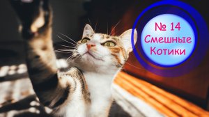 Котики Смешные?№14