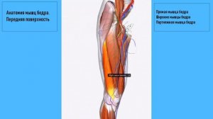 Анатомия мышц бедра. Передняя поверхность