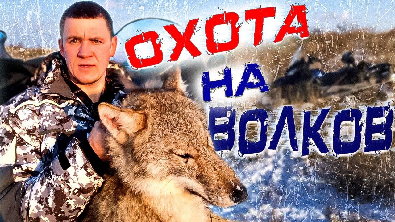 охота на волков.волки РАЗОРВАЛИ маленького теленка! Wolfsjagd смотреть онлайн