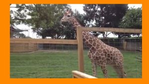 African Animals Names with Sounds for Kids