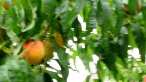 Персик Флеминг Фьюри ( Flemin’Furi) PF Lucky 13 Yellow Peach