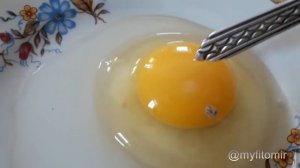 Проверяю яйцо на оплод быстрый овоскоп