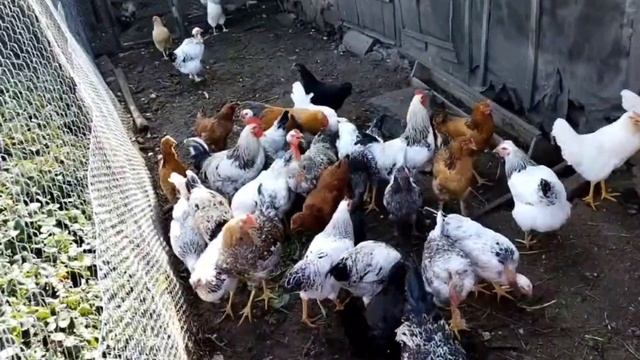 #домашняяптица           Три петушка с курочками