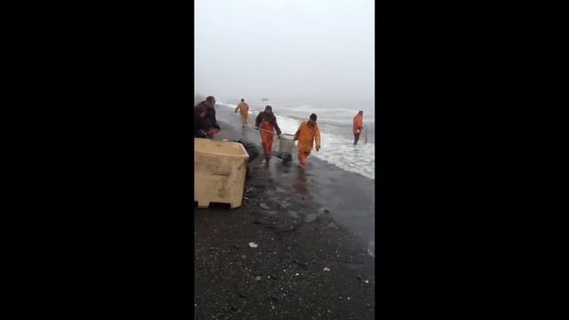 Так ловят мойву. смотреть онлайн