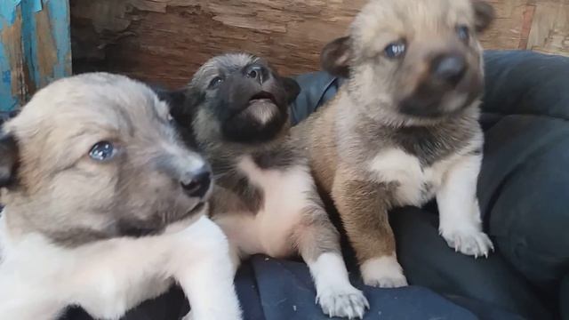 Щенки растут. Начинают талкатся и рычать!! смотреть онлайн