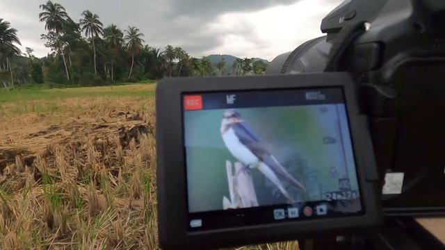 manual focus NIKON Coolpix P1000 смотреть онлайн