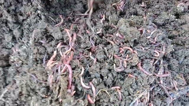 РАЗНЫЕ АЛЬТЕРНАТИВЫ, ТОЛЬКО ДЛЯ ВАС. #биогумус #черви #рыбалка #компост #гумус #тараз смотреть онлайн