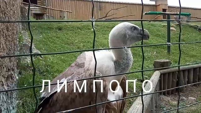 Нижний Новгород.Зоопарк"Лимпопо"