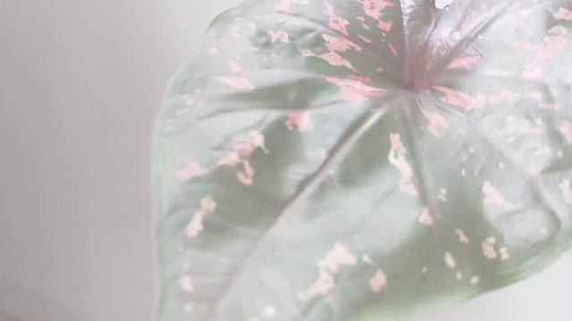 CALADIUM HYBRID ASLI INDONESIA LAGI, CUY.. || GK SERIES смотреть онлайн