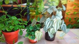 Indoor flowers?Комнатные цветы. ОБЗОР пеперомий?УХОД?
