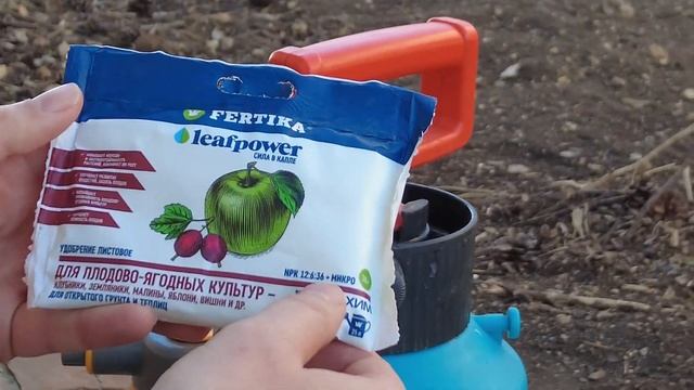 Проверь завязи на абрикосе весной. Почему не плодоносит абрикос