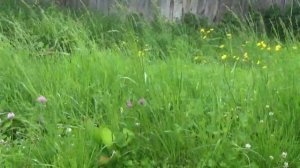 Лето в деревне Деревенские зарисовки. /// Summer in the country Village sketches