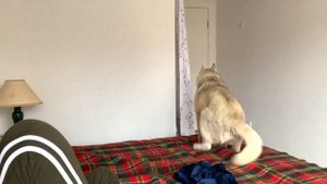 Как себя ведёт хаски в квартире?