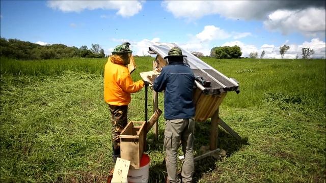 Колодное пчеловодство - заселение колоды пчёлами.