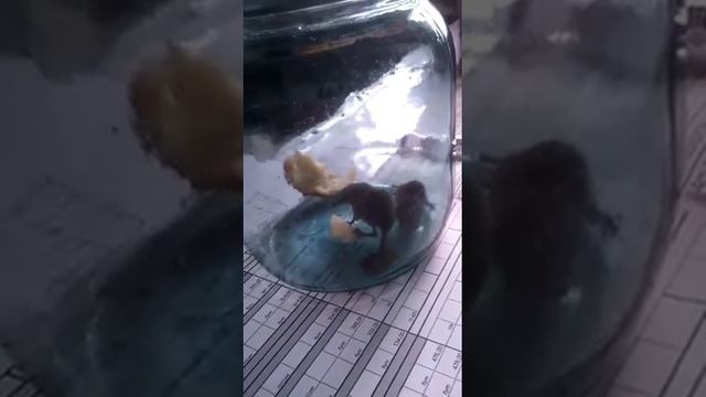 Мышата смотреть онлайн