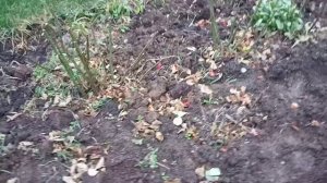 ?Какие розы выращивать?Корнесобственные или привитые на шиповник?