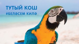 БЕЛӘСЕМ КИЛӘ: тутый кош / Изучаем с малышами животных / Попугай