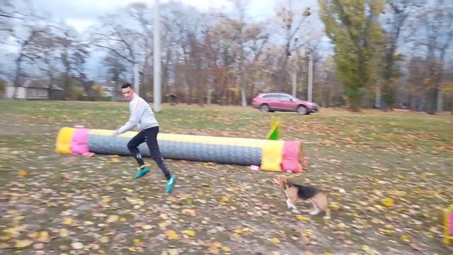 Максим и бигль Джек первые связки со слаломом Спорт с собакой СОБАЧЬЕ ХОББИ Харьков DOGGY HOBBY смотреть онлайн