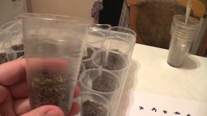 Как посеять лук порей без пикировки