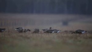Белолобые гуси на пролёте в заказнике "Кологривская пойма"