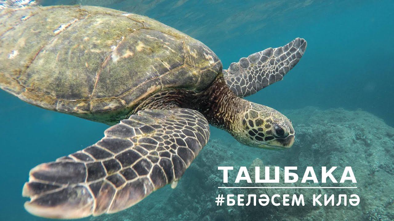 БЕЛӘСЕМ КИЛӘ: ташбака / Черепаха / Turtle