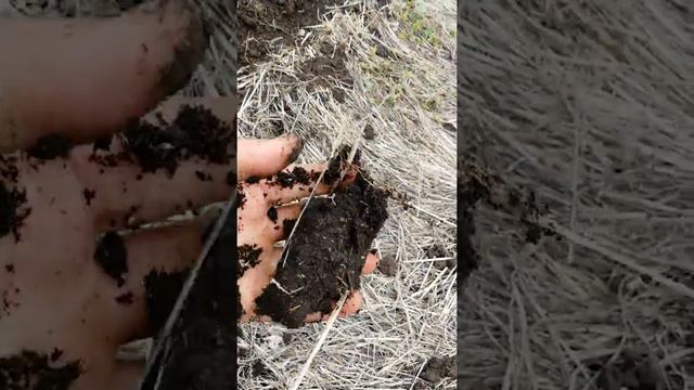 Подсолнечник ноу-тилл смотреть онлайн