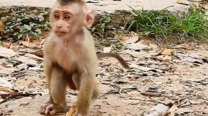 The Best Of Luna, Not Only Comfort Baby LEO From Lost But Also Gave Him Milk, Adorable Monkeys   C