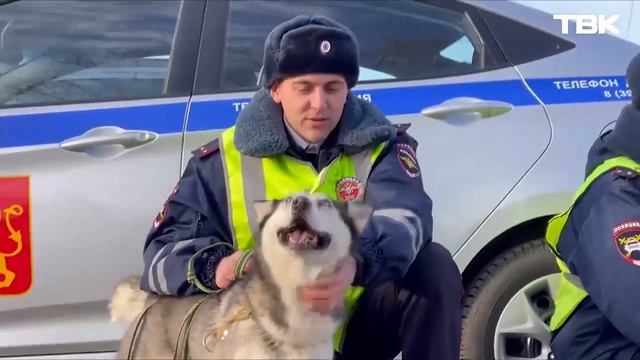 Стартует проект «Будка добра — из рук в лапы-3!»