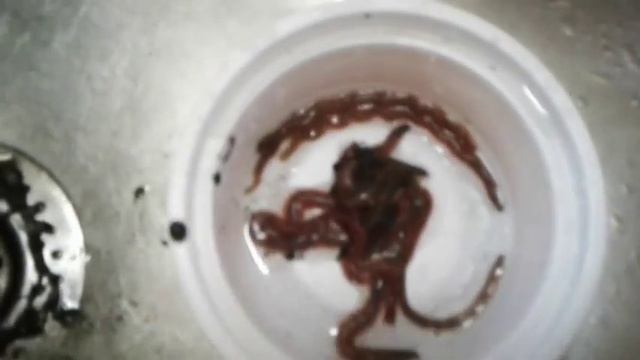 Морской (лиманский) червь (нереис). Где копать, как хранить. смотреть онлайн