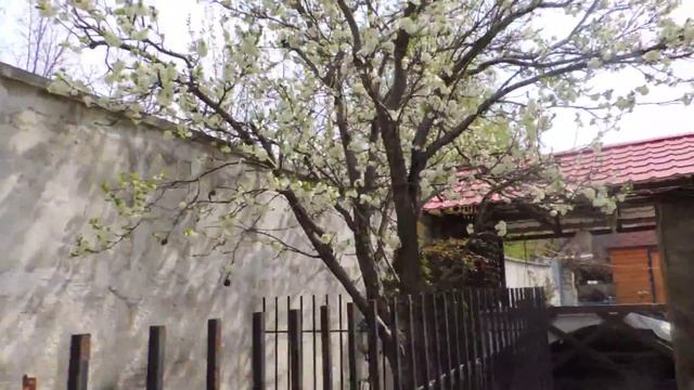 ? Пасека 2018 ?Пасека в апреле? Сбор пыльцы? Всё цветет одновременно. Лёт пчел. смотреть онлайн