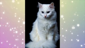 Ангорская кошка или турецкая ангора