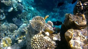 Queen Sharm