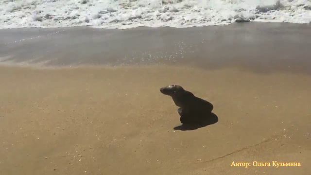 Sea Lion. Морской лев поет на пляже в Калифорнии смотреть онлайн