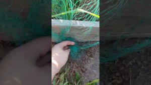 Для защиты клубники от птиц, самодельное укрытие из сетки.