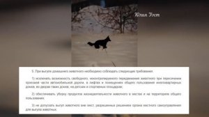 Должна ли собака гулять в наморднике и на поводке? Что говорит об этом Федеральный закон РФ