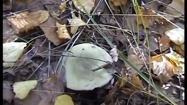 Грибы в лесу.Подосиновики и подберезовики.Чекулино. смотреть онлайн