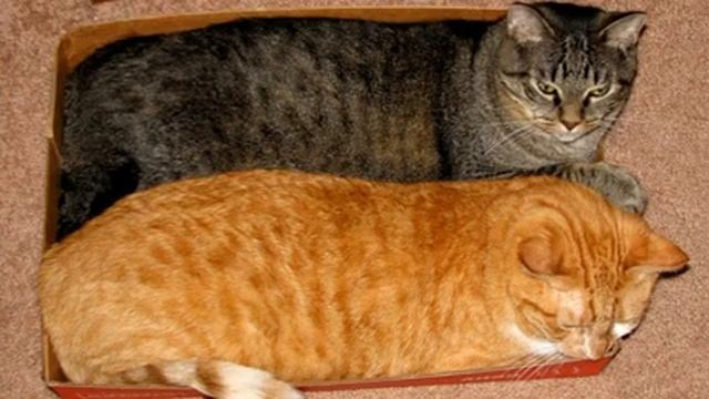 С Любовью о важном и разном. "Рыжие" истории. Новая порода кошачьих "Коробочник"